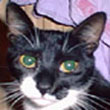 Rufus